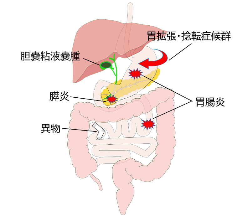 消化器系の図